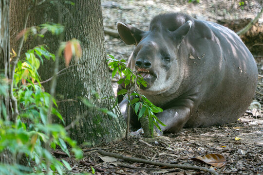 Brown Tapir close up portrait looking at you