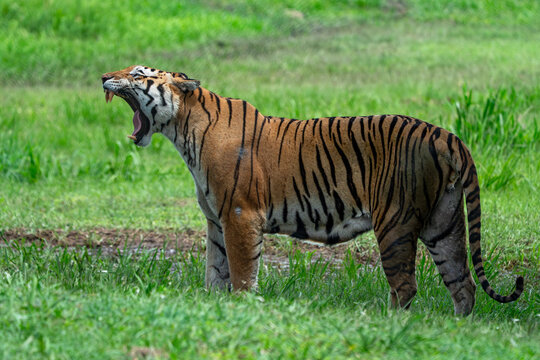 Tiger yawning in the green grass portrait