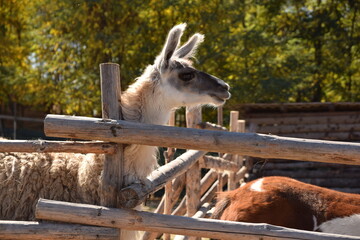 Alpaca looking through a fence © Lucho