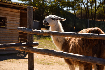 Bored llama in the zoo