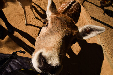 Curious young deer