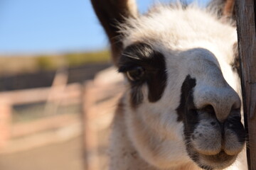 Close up of a white llama © Lucho
