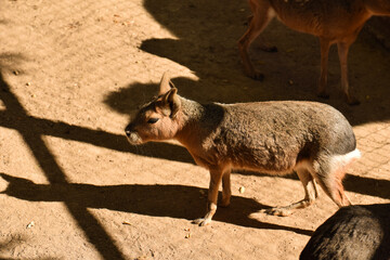 Patagonian cavy in the zoo