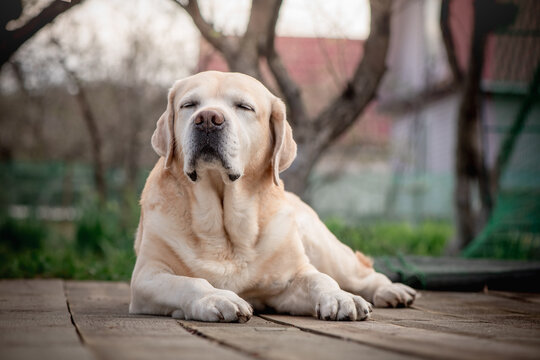Senior labrador retriever dog is lying on wooden planks in a backyard garden, enjoying a moment of tranquility with closed eyes and peaceful expression