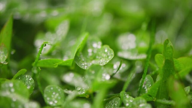 Small drops of morning dew glistening on fresh green clover leaves, creating a stunning natural pattern across the field, embodying the beauty of spring and summer growth
