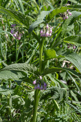 Wildflower blooms in a lush green landscape