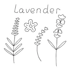 Lavender doodle set, hand drawing, vector illustration