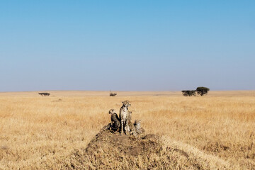 Mother Cheetah sitting down protecting cubs looking out for danger in Serengeti, Africa.