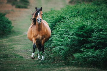 wild horse in the field