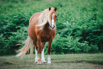 horse in the field