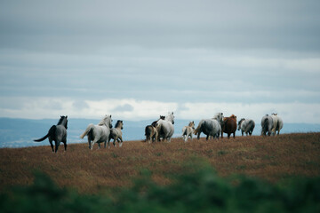 herd of wild horses in the mountains