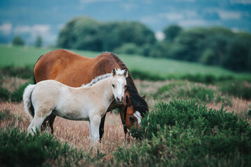 wild pony and mother horse in the mountain