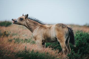 portrait of a wild pony on the mountain