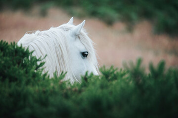 white horse on green grass