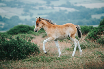 wild pony in the mountain
