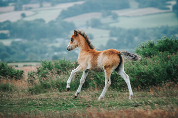 little wild pony running in the mountain