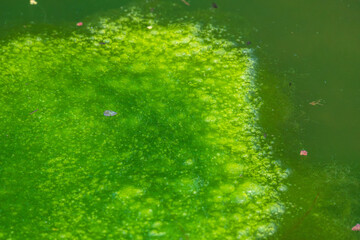 夏の池　水面に浮かぶ緑色の藻類10