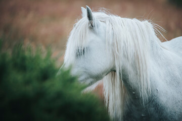 portrait of a wild white horse on a mountain