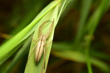 Tibellus oblongus, also called the oblong running spider or slender crab spider, sits on a green leaf.
