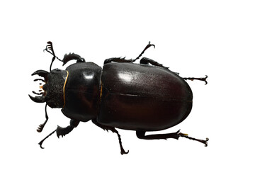Stag beetle of the genus Lucanus, part of the stag beetle family, on a PNG background.