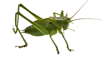 Large green grasshopper on PNG background.