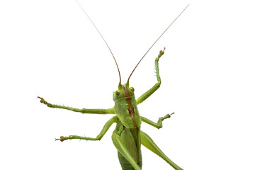 Large green grasshopper on PNG background.