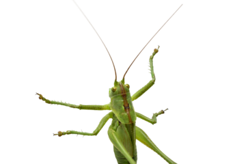 Large green grasshopper on PNG background.