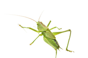 Large green grasshopper on PNG background.