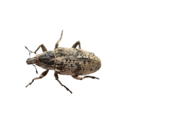 False elephants, weevil beetle, a family of insects from the order Coleoptera on a white background.