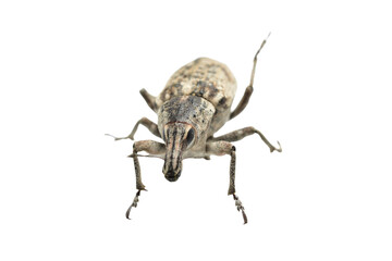 False elephants, weevil beetle, a family of insects from the order Coleoptera on a white background.
