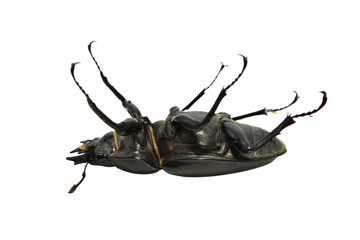Stag beetle of the genus Lucanus, part of the stag beetle family, on a PNG background.