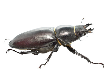 Stag beetle of the genus Lucanus, part of the stag beetle family, on a PNG background.