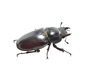 Stag beetle of the genus Lucanus, part of the stag beetle family, on a PNG background.
