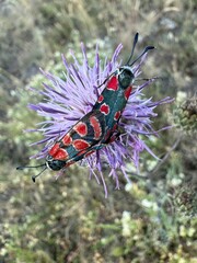 Zygaena carniolica, sometimes described as the crepuscular burnet or eastern burnet mating
