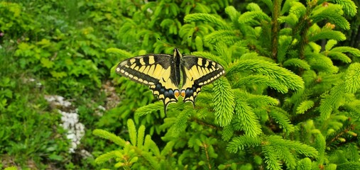 Schwalbenschwanz Schmetterling