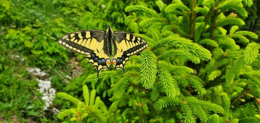 Schwalbenschwanz auf Nadelbaumtrieben