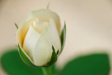 Close-up of white rose flower in the home garden
