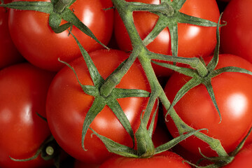 Juicy Tomatoes on Branch with Natural Shine