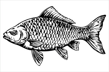 A detailed illustration of a common carp fish. The fish has a streamlined body, large scales, and prominent fins. It is depicted in a side view, showcasing its features.