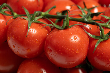 Ripe Tomatoes on the Vine Covered in Water Drops