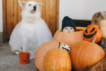 Trick or treat! Sweet baby boy in big pumpkin and dog as ghost at front door with jack o lantern...