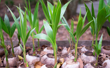 coconut seedling in the garden at the beginning of spring
