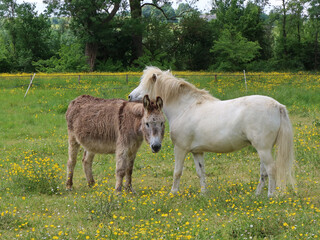 Un âne et un poney