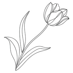 vector illustration of a rose