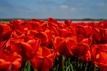 Flowers in a field of Netherland