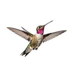 Obraz premium Hummingbird Hovering with Blurred Wing Motion on a transparent background PNG
