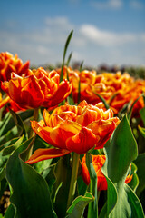 Flowers in a field of Netherland