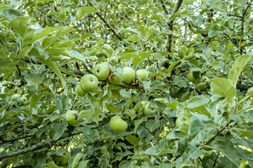 Apfelbaum auf einem Feld mit grünen Äpfeln