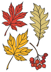 Fototapeta premium set of autumn leaves