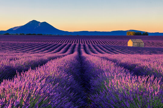 View of endless rows of vibrant purple lavender stretch toward a distant mountain, alongside a small structure, under a soft pastel sky, Valensole, Provence-Alpes-C&Atilde;&acute;te d'Azur, France.